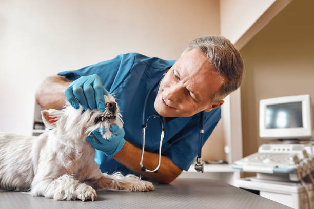 Best Urgent Tooth Repair  in Tunkhannock, PA